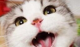 娱乐吃瓜猫张一张,揭秘娱乐圈背后的那些事儿